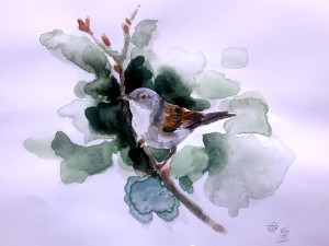Usignolo Pettirosso Merlo Cardellino acquerello watercolors uccelli arte Stella Ehinar pittura acquerelli (1)